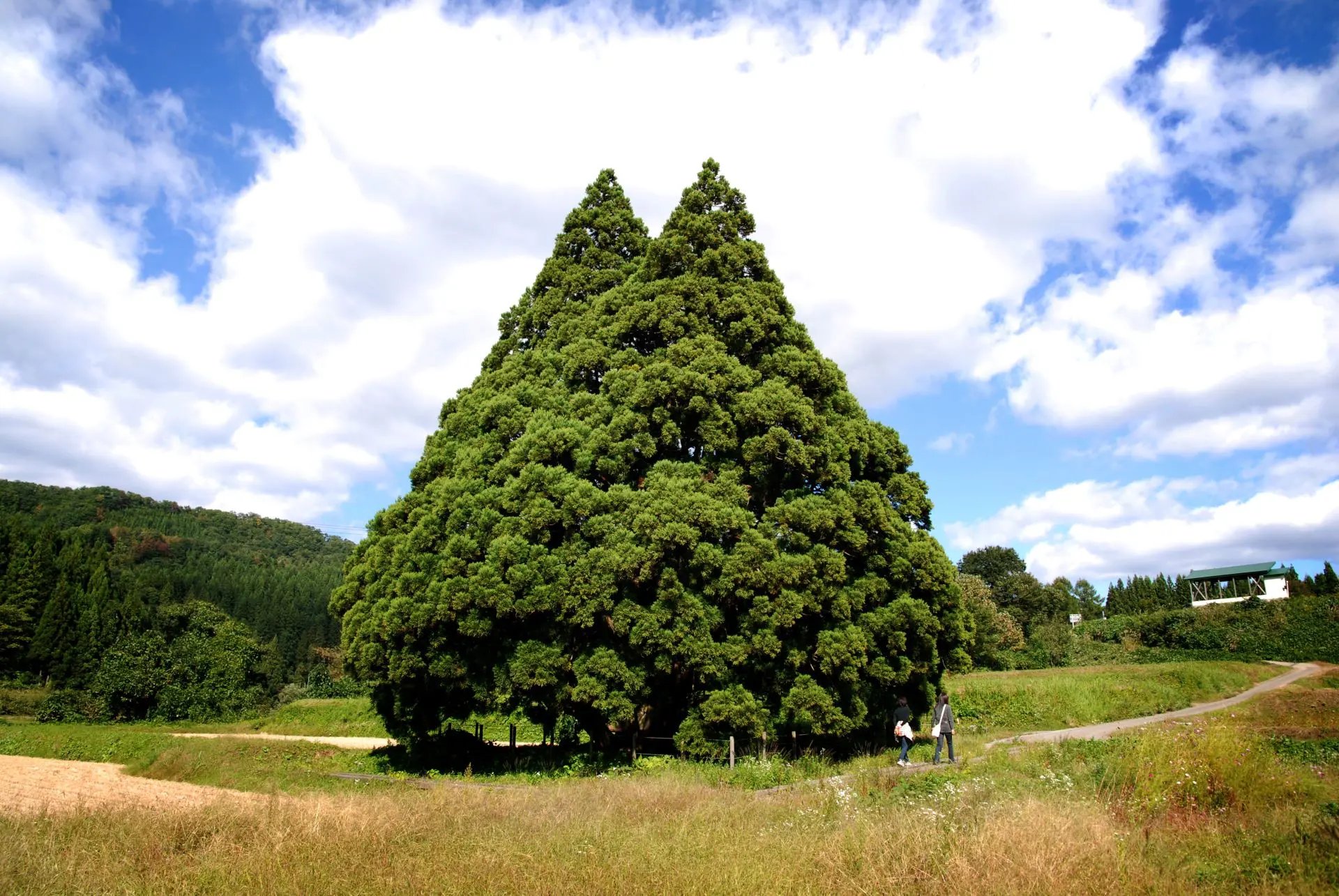 🏯 고조지 아미타 당 (고조지 아미타도) 이미지 7